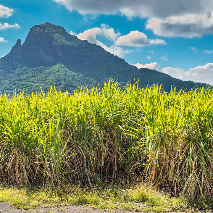 Why is Hawaiian sugar cane the best for Hanalei products