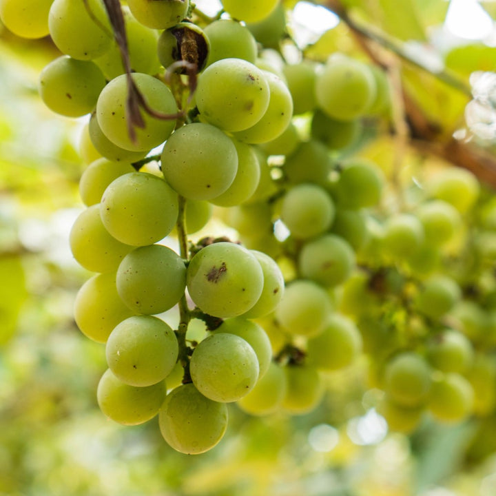 Grapeseed Oil Benefits for Your Beauty Routine by Hanalei Company